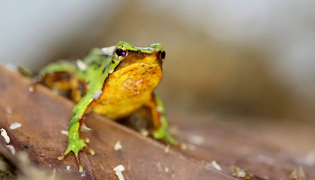 Endangered Darwin's frog (c)